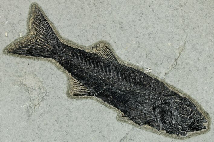 Uncommon Fish Fossil (Mioplosus) - Wyoming #269827